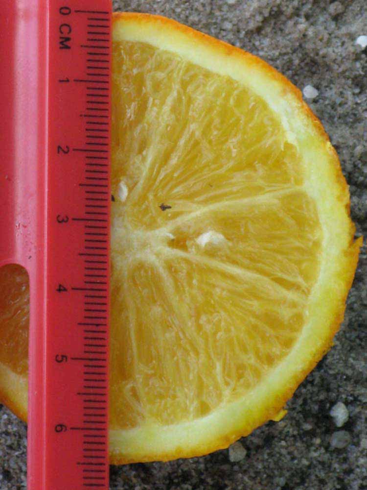                       Fruit cross-section (Winter Haven, FL)       